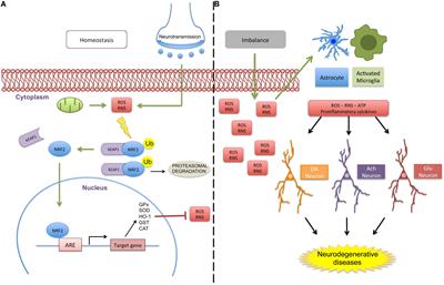 Nrf2/ARE Pathway Modulation by Dietary Energy Regulation in Neurological Disorders